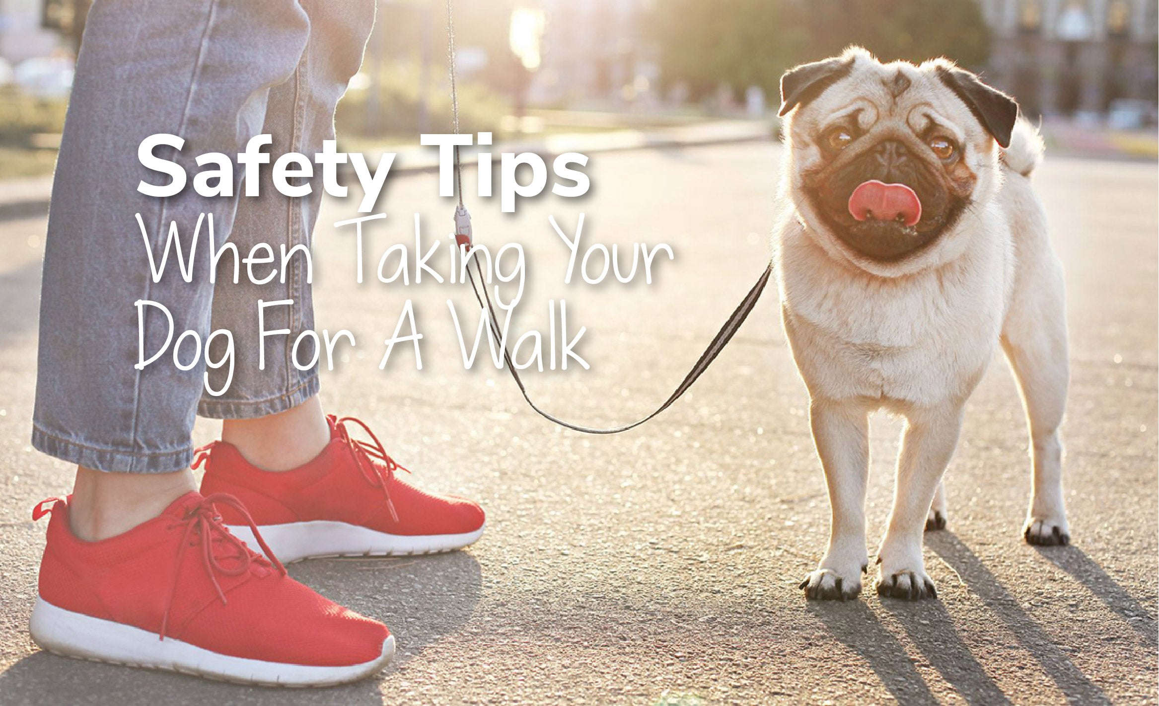 Safety Tips When Taking Your Dog For A Walk