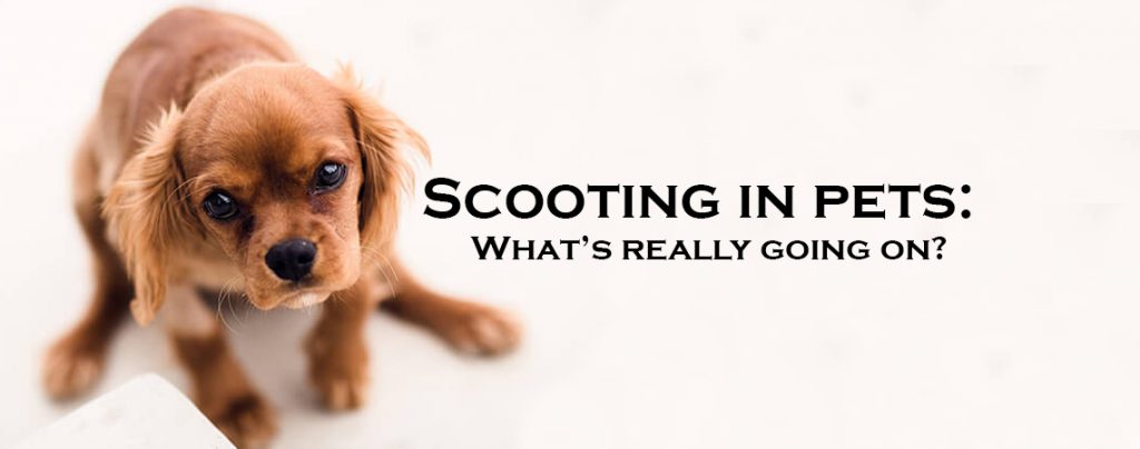 Scooting in pets : We debunk they myths & tell you whats really going on