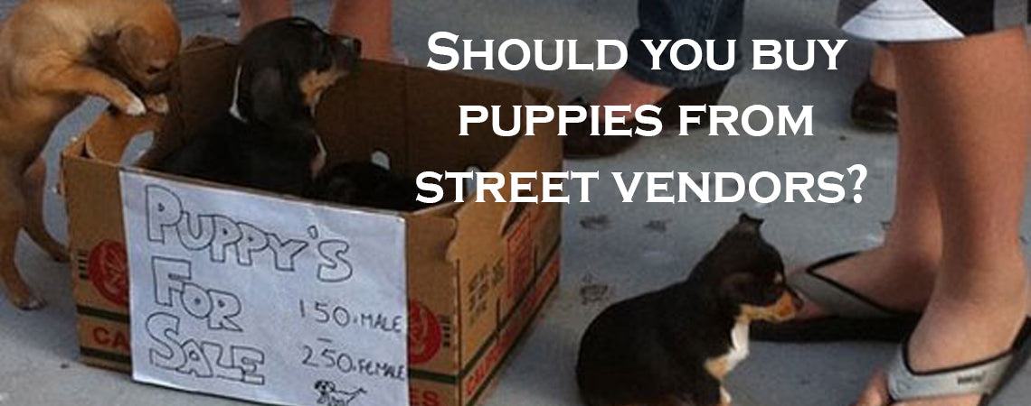 Should you buy puppies from street vendors? Our vet answers this contentious question