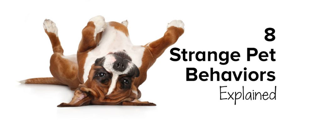 8 Strange Pet Behaviours Explained