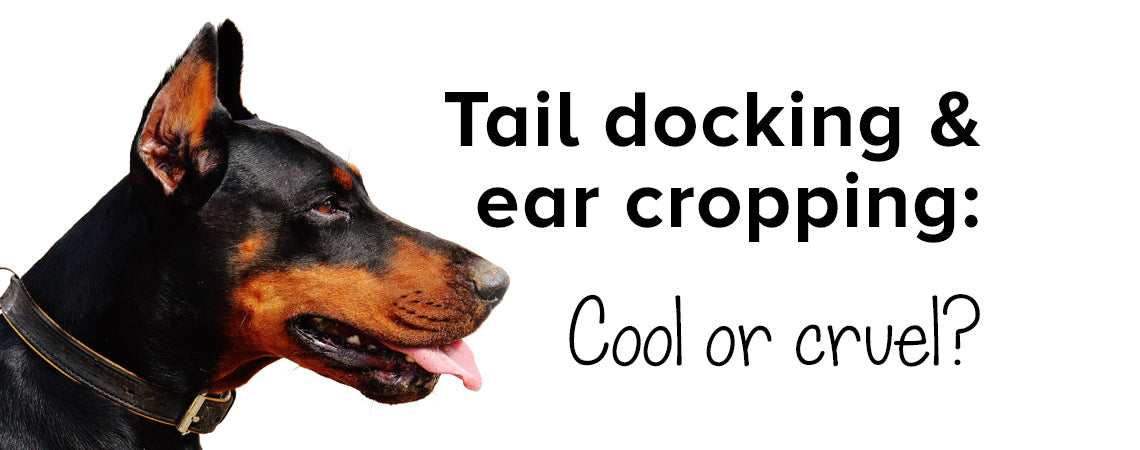 Tail docking & ear cropping: cool or cruel? Here’s the answer.