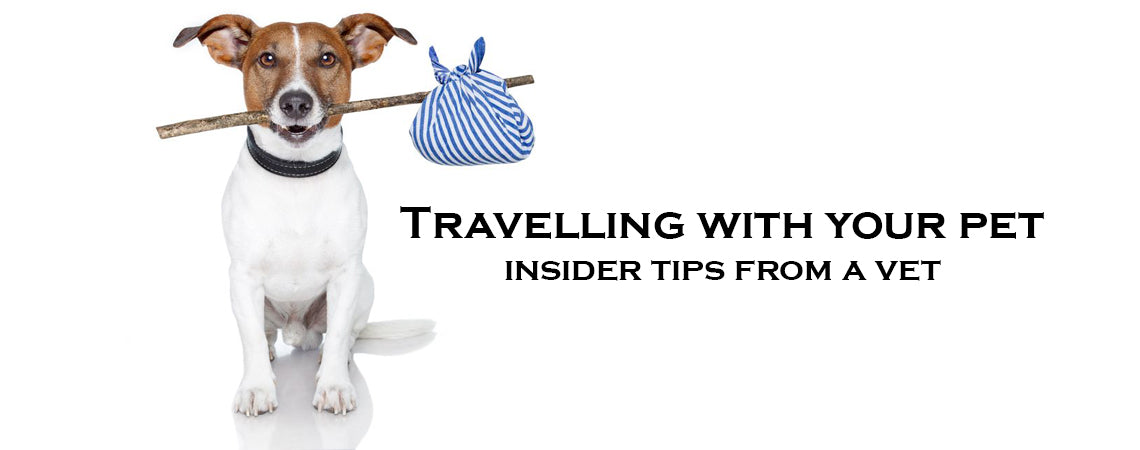 Travelling long distance with your pet: Insider tips from a vet