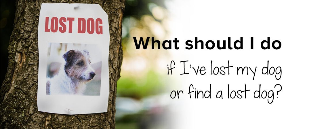 What should I do if I’ve lost my dog, or find a lost dog?