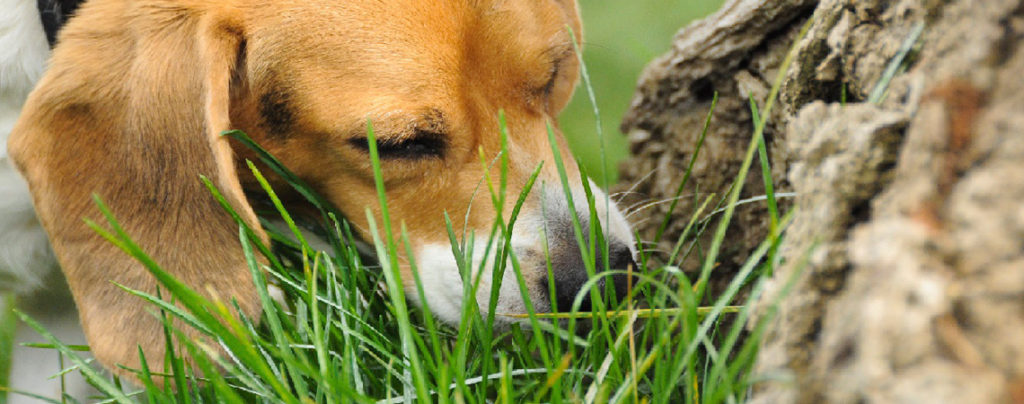 Why  dogs eat grass: Causes, prevention & when to worry