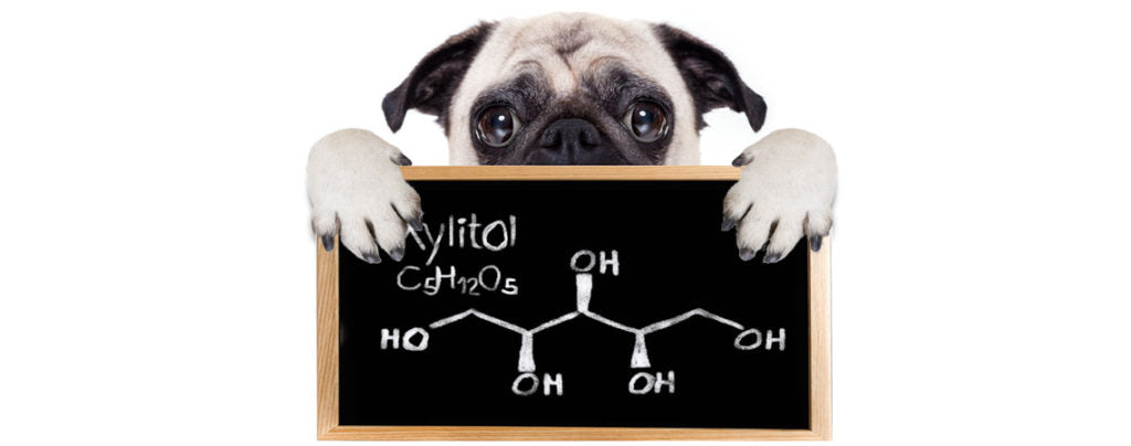 Xylitol poisoning  in dogs