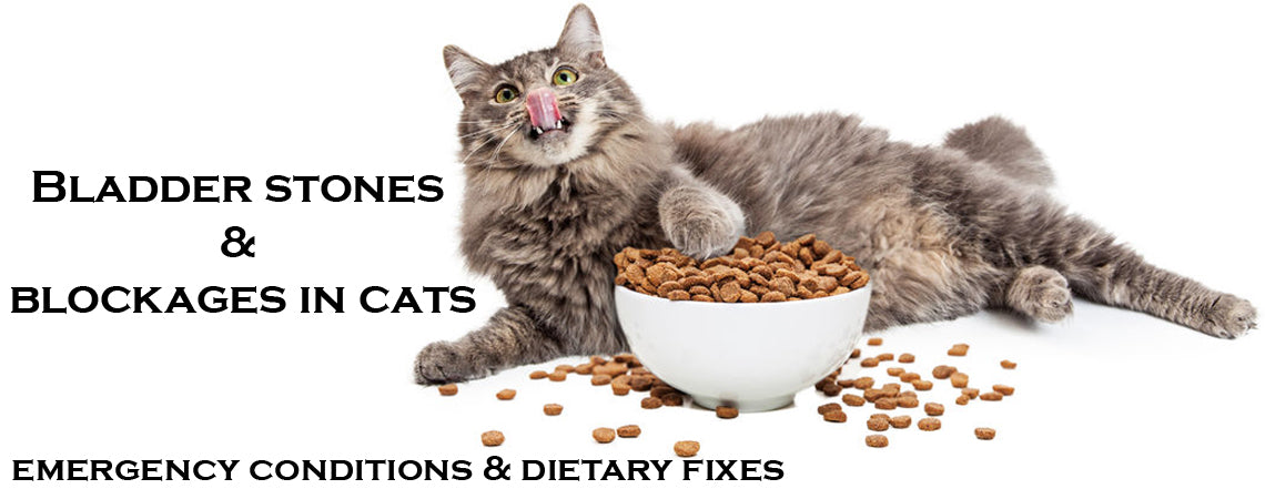Bladder stones & Blockages in cats: Emergency condition & Dietary fixes