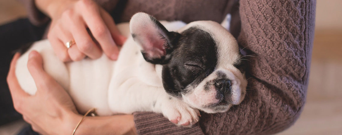 Bringing your new puppy home: 5 Puppy tips for new pet owners