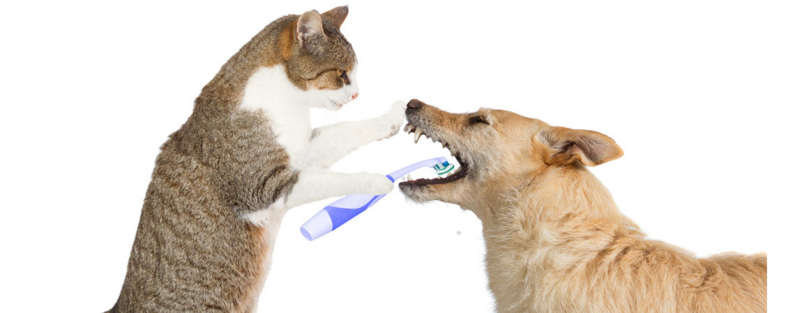How brushing your pets teeth could save their life