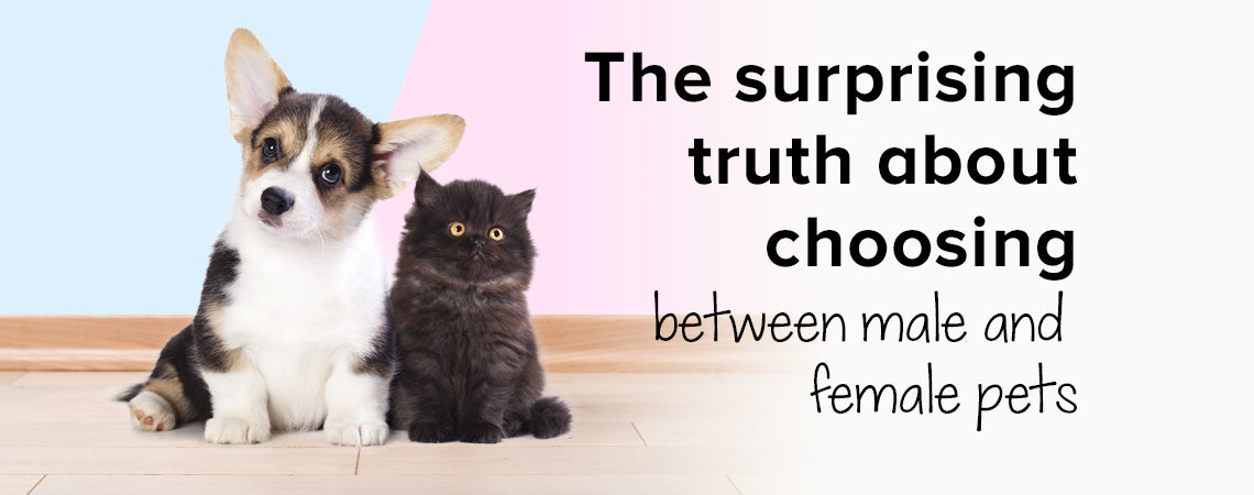 The surprising truth about choosing between male and female pets