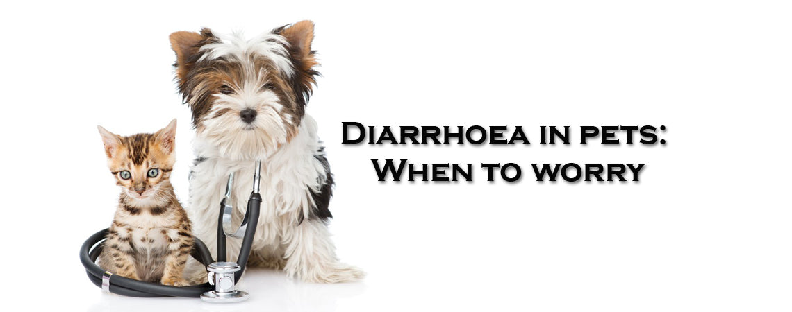 Diarrhoea in pets: When to worry | Advice from a vet