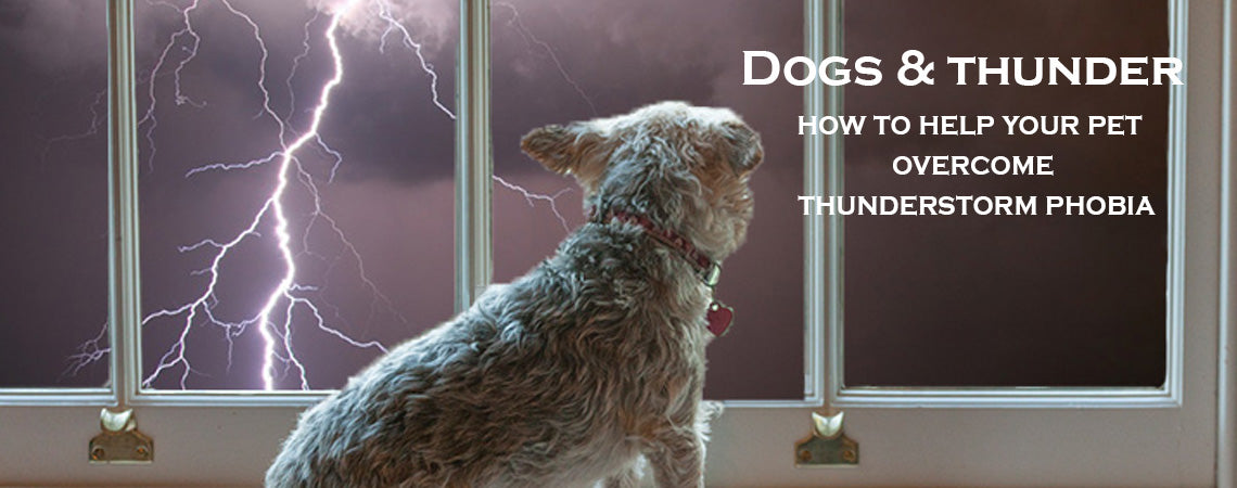 Dogs & thunder: How to help your pet overcome thunderstorm phobia