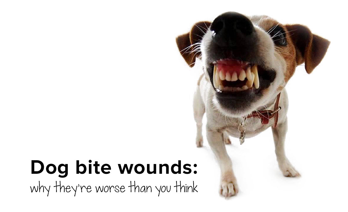 Dog bite wounds: why they’re worse than you think