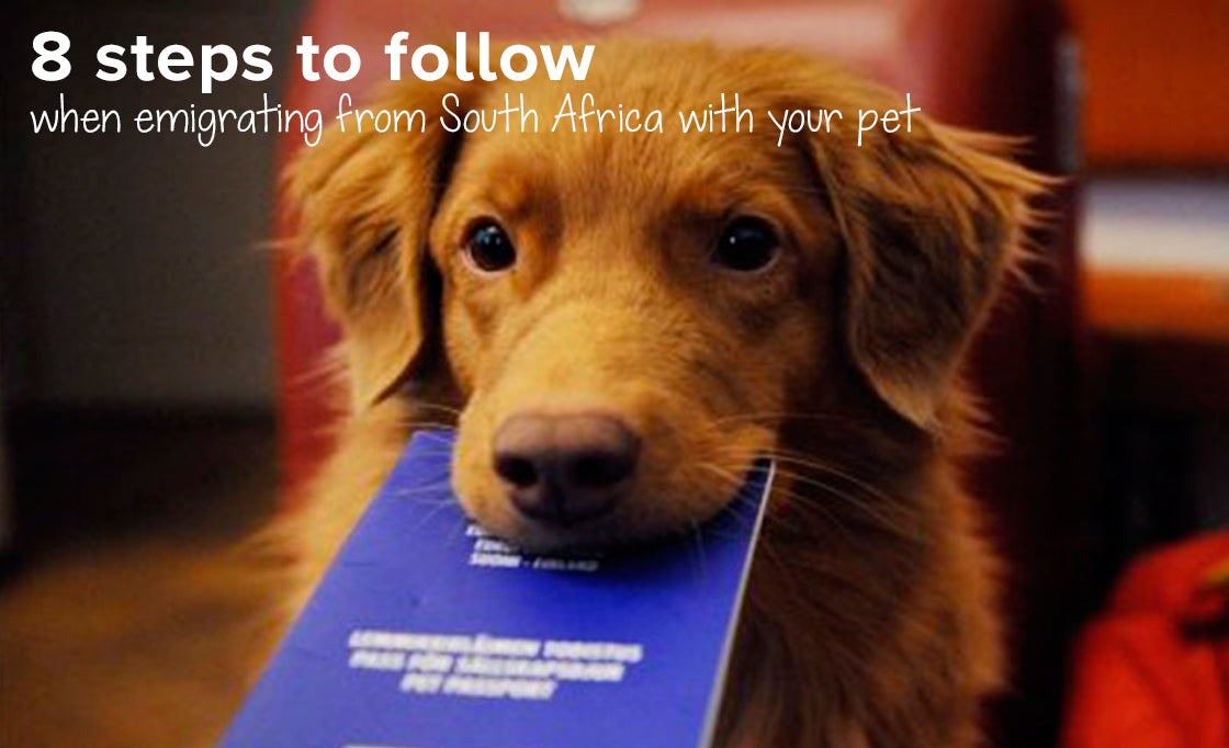 Emigrating with pets? Here are 8 steps to follow when leaving South Africa