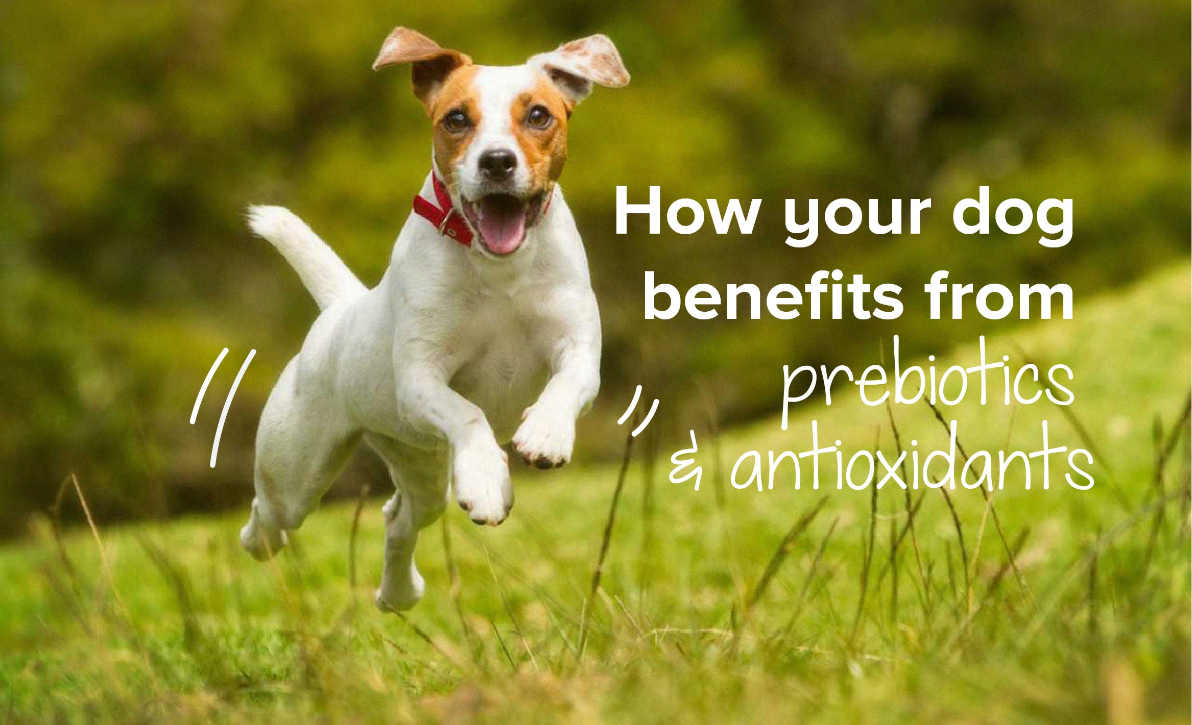 How Your Dog Benefits From Prebiotics And Antioxidants