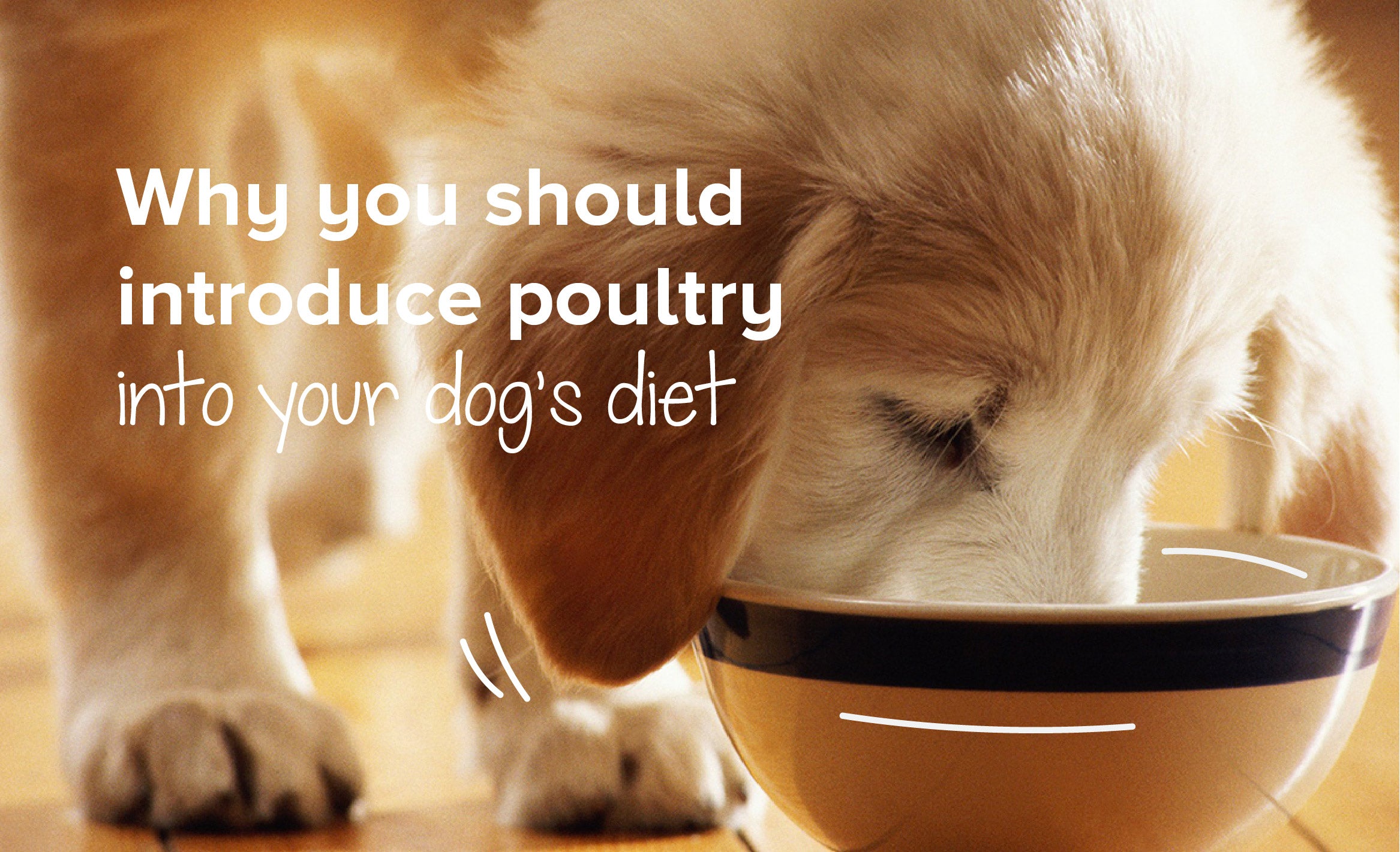 Why You Should Introduce Poultry Into Your Dog's Diet