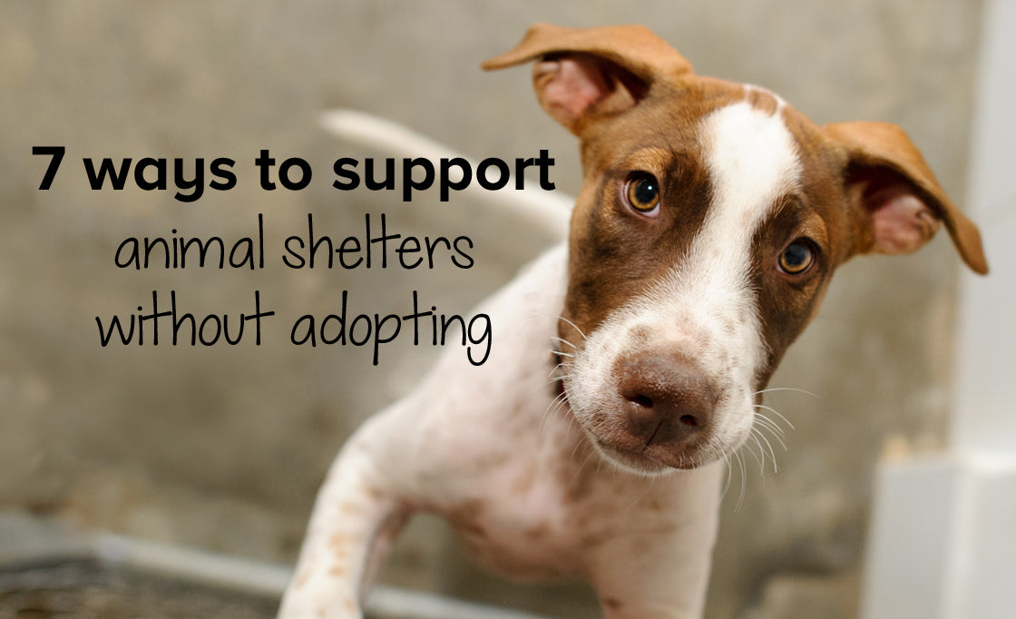 7 ways to support animal shelters without adopting