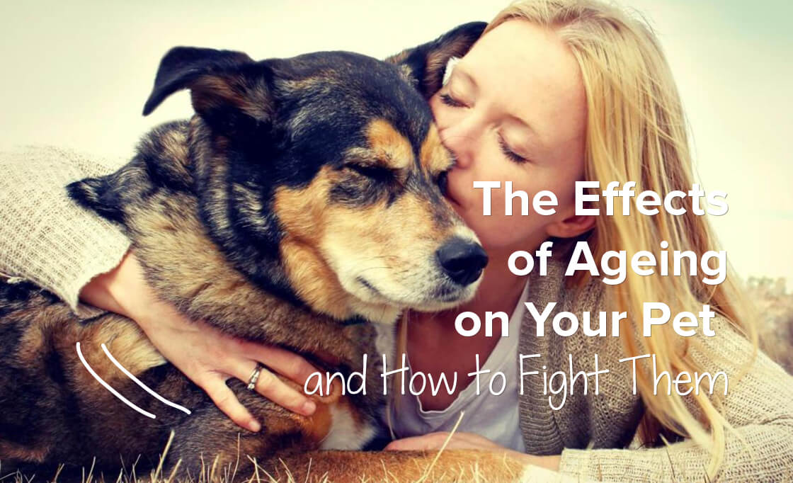 The Effects Of Ageing On Your Pet And How To Fight Them