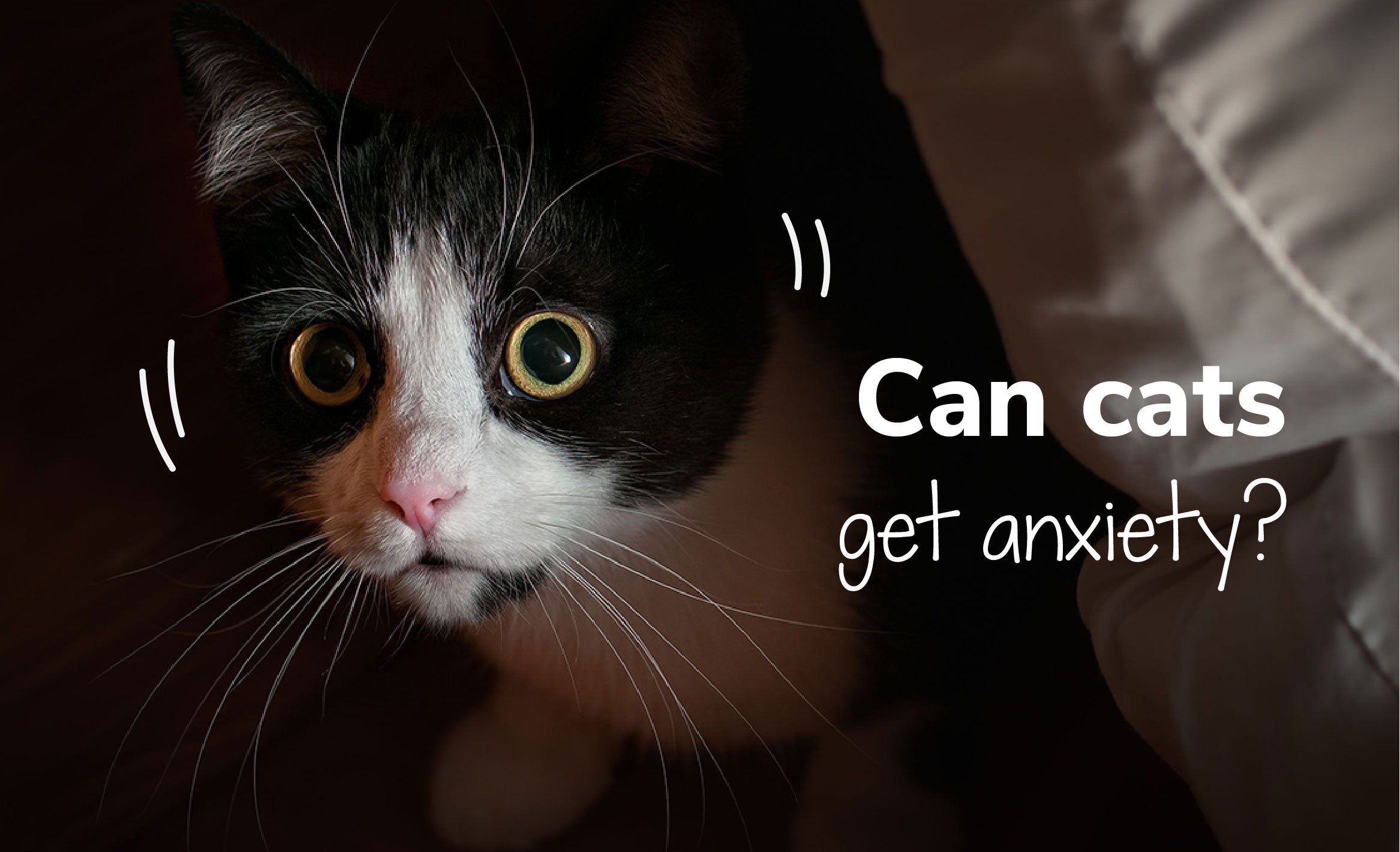 Can Cats Get Anxiety?