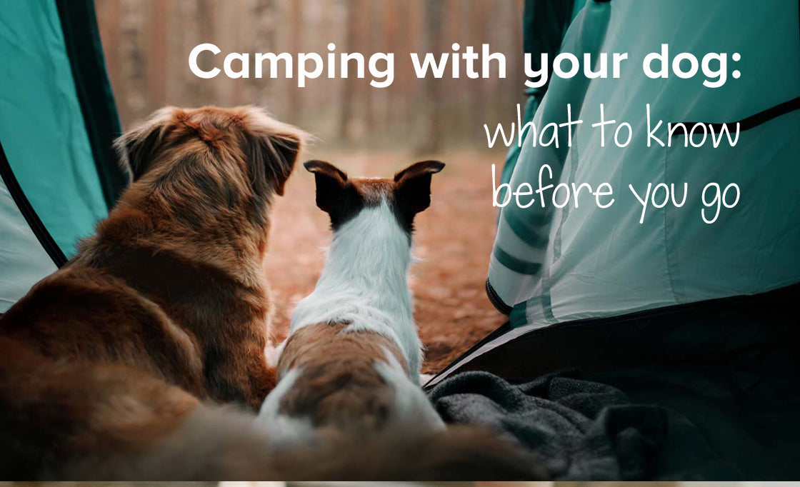 Camping with your dog: what to know before you go