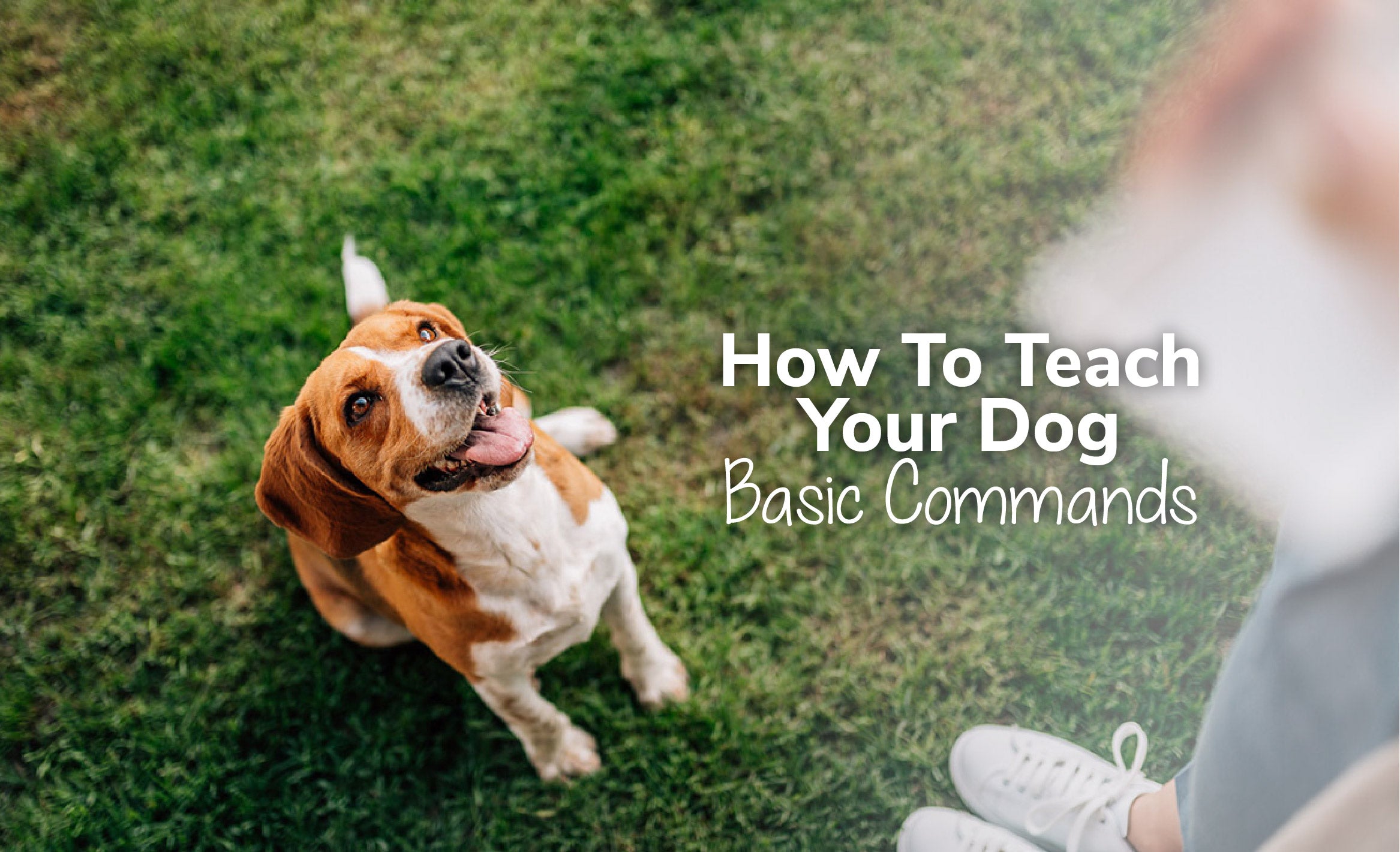 How To Teach Your Dog Basic Commands