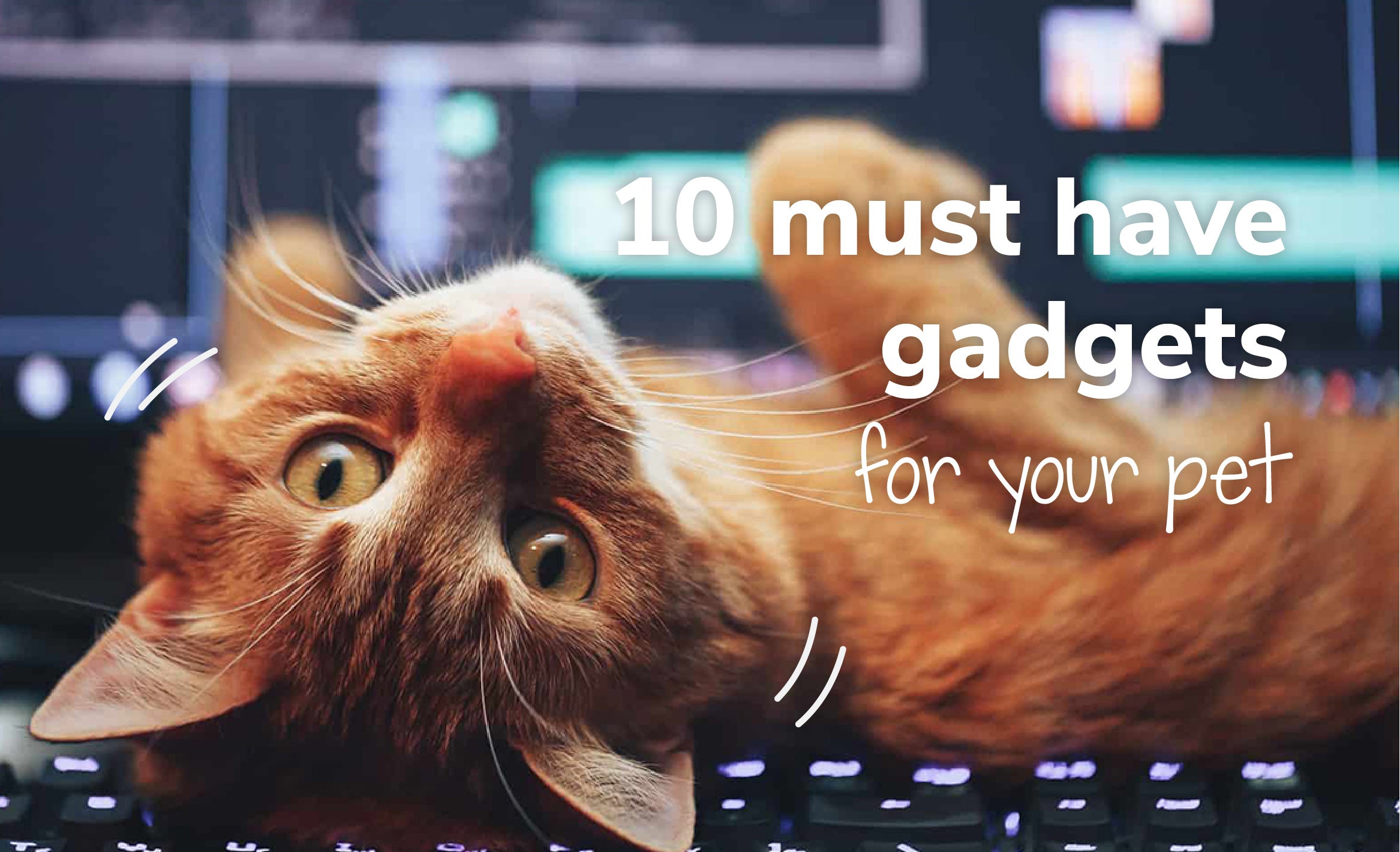 10 Must-Have Gadgets For Your Pet