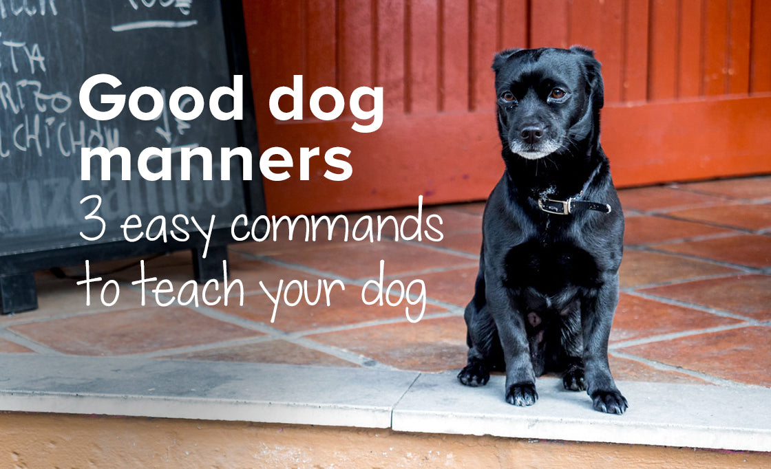 3 Easy commands to teach your dog