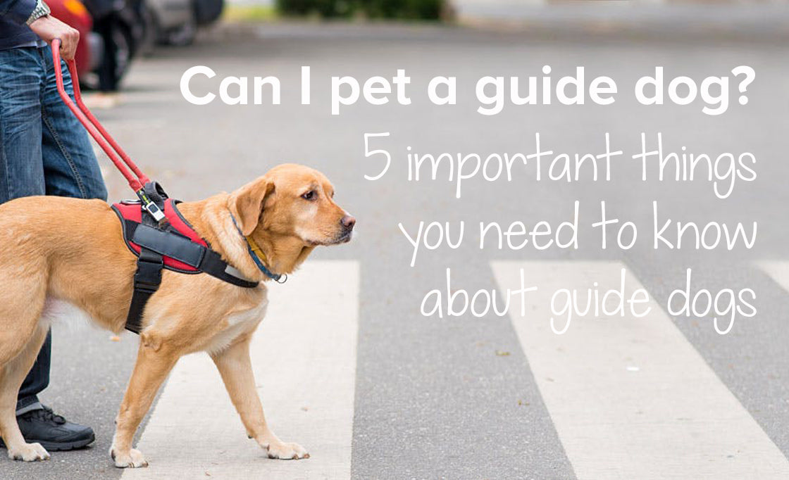 Can I pet a guide dog? 5 important things you need to know about guide dogs
