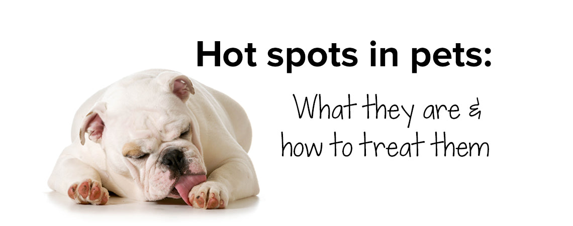 Hot spots in pets: What they are and how to treat them