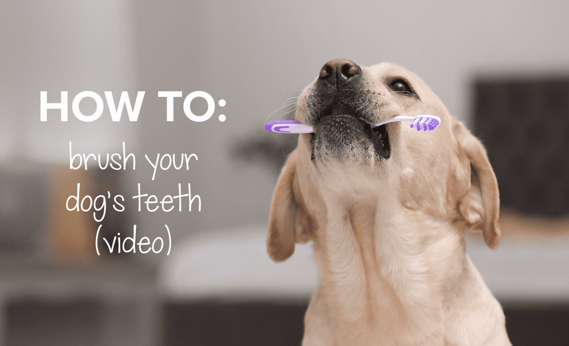 How to brush a dog’s teeth | Do I need to brush my dog’s teeth?