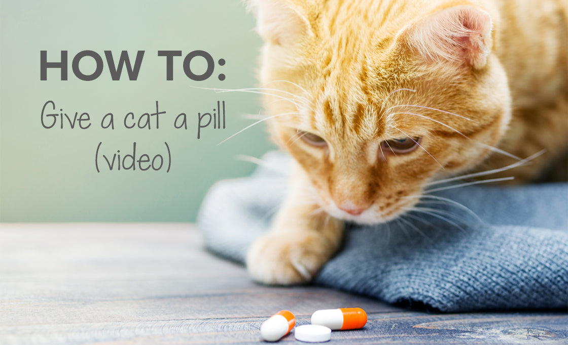 How to give a cat a pill