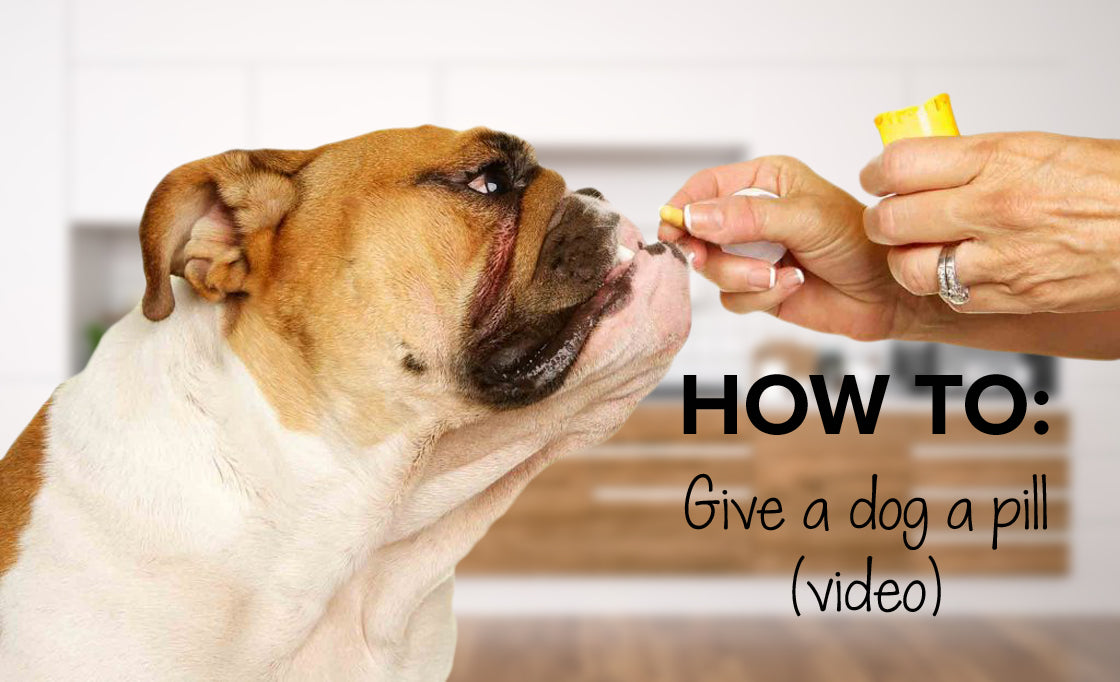 How to give a pill to a dog | Easy way to give a dog a pill