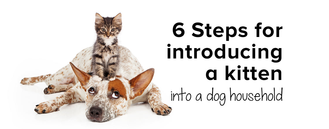 6 Steps for introducing a kitten into a dog household