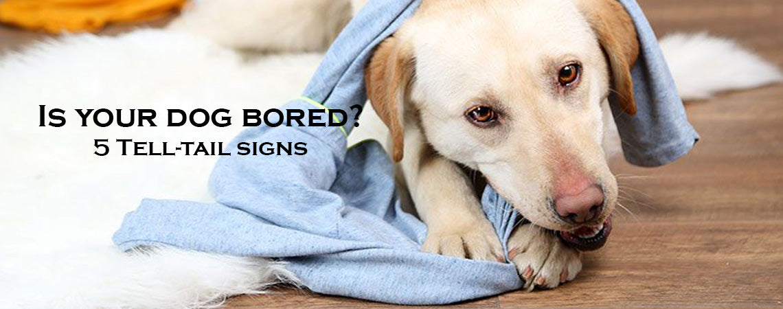 5 Tell-Tail sign that your dogs is bored (and what you can do to help)