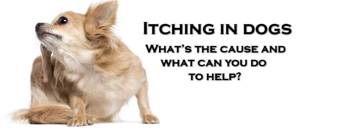 What causes Itching  in dogs, and what you can do to help
