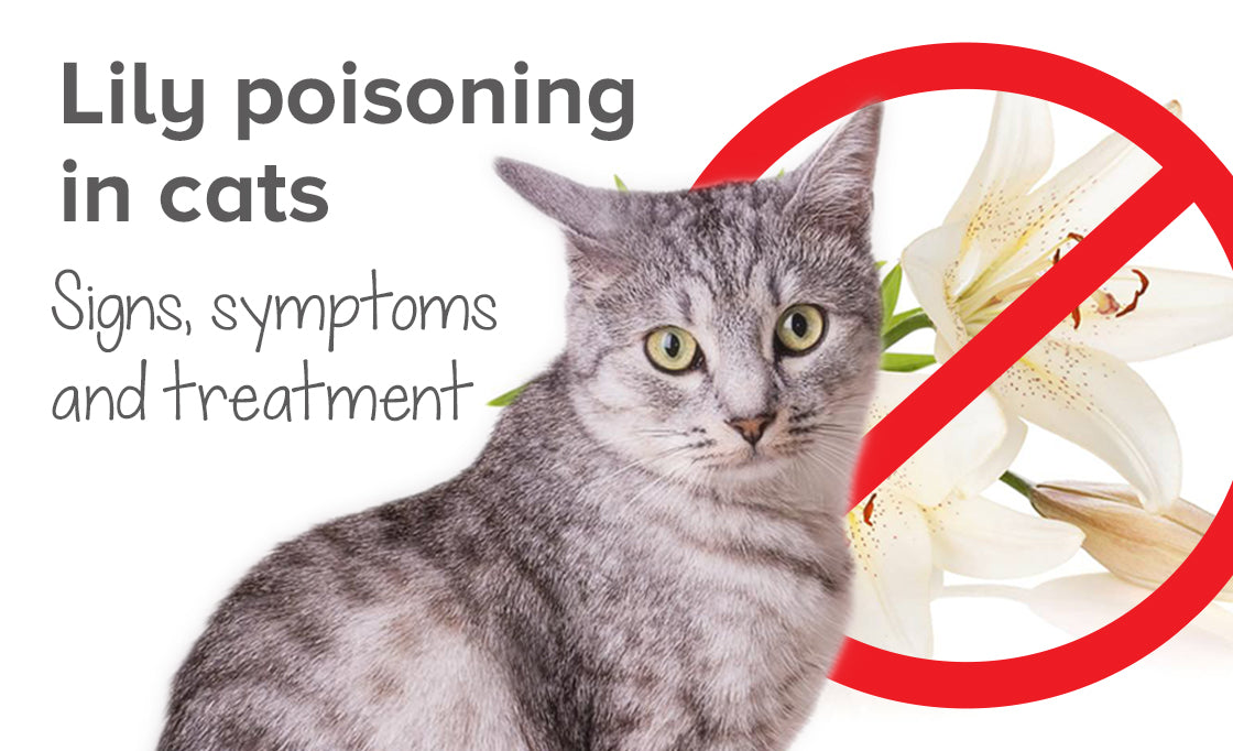 Lily poisoning in cats