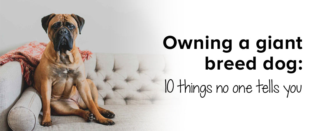 Owning a giant breed dog: 10 things no one tells you