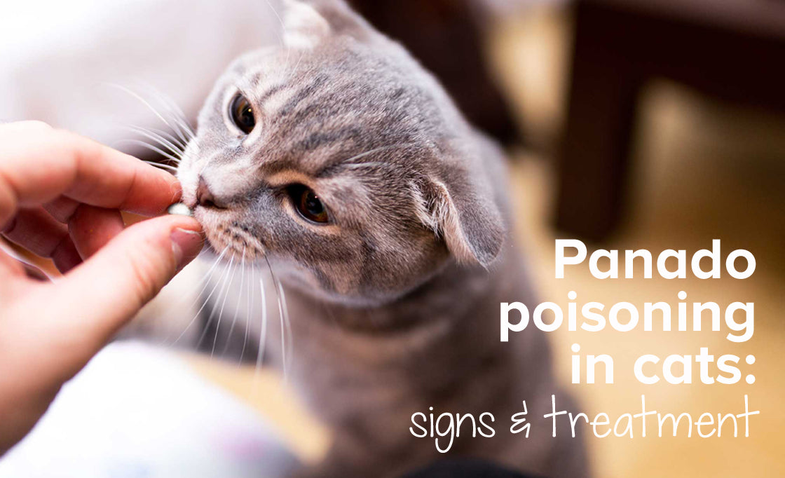 Panado poisoning in cats | Cats and Paracetamol