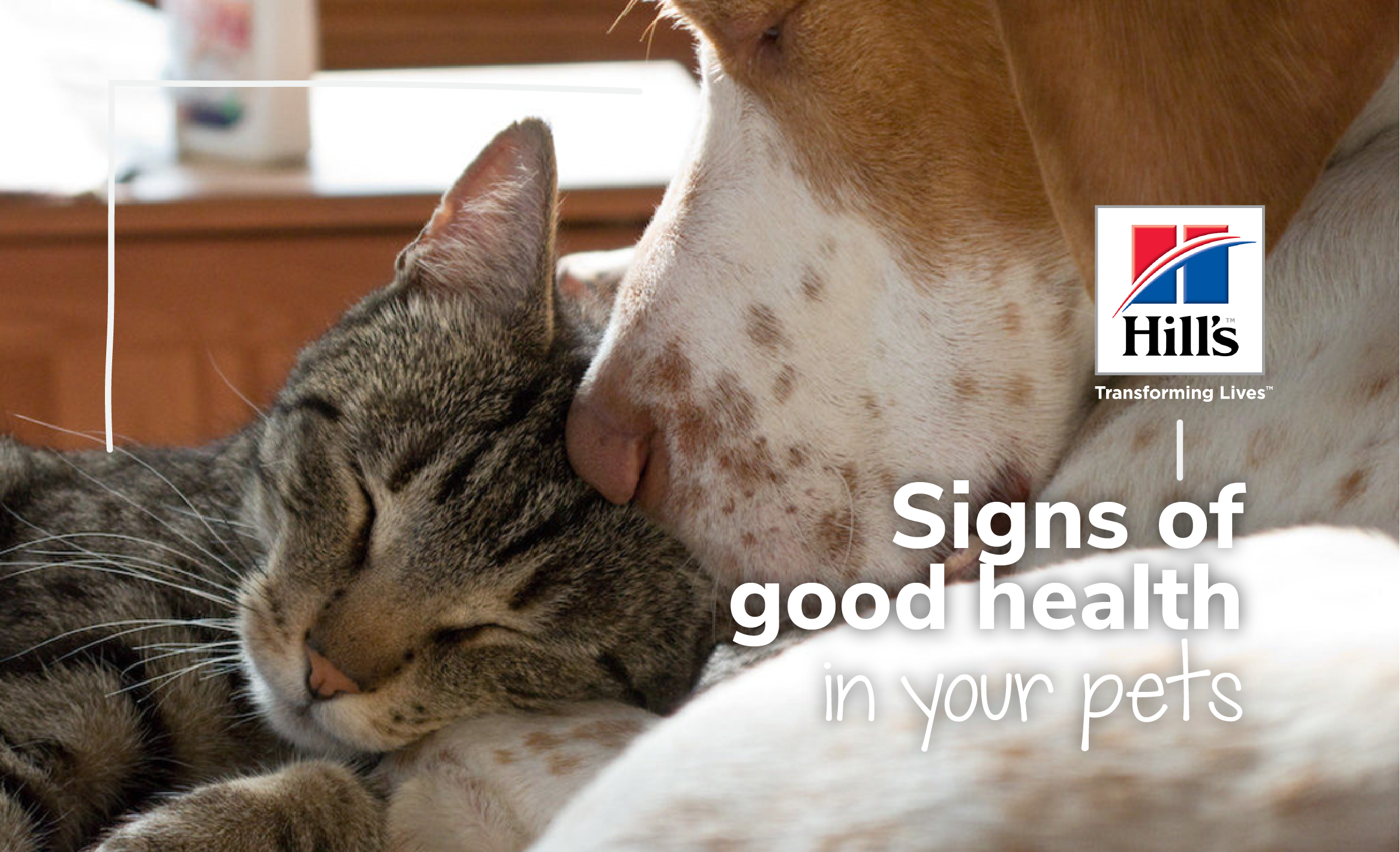 What Are The Signs Of Good Health And Nutrition In Your Pets?