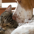 What Are The Signs Of Good Health And Nutrition In Your Pets?