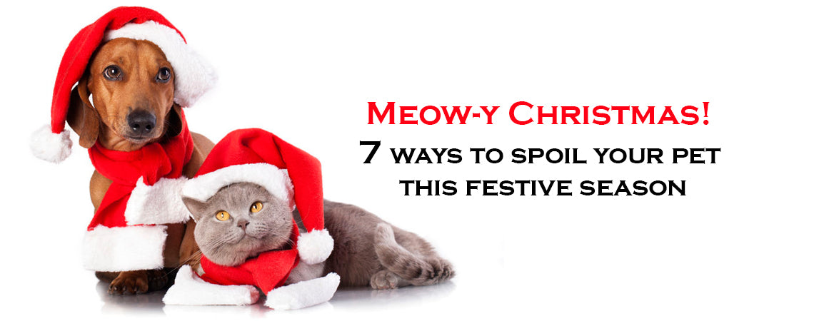 Meow-y Christmas: 7 Safe & fun ways to spoil your pet this festive season
