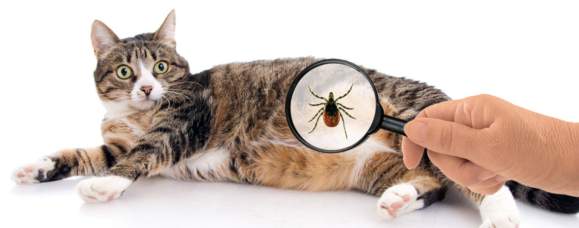 You're doing it wrong: Tick control for cats