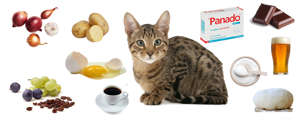 10 Foods you should never feed your cat