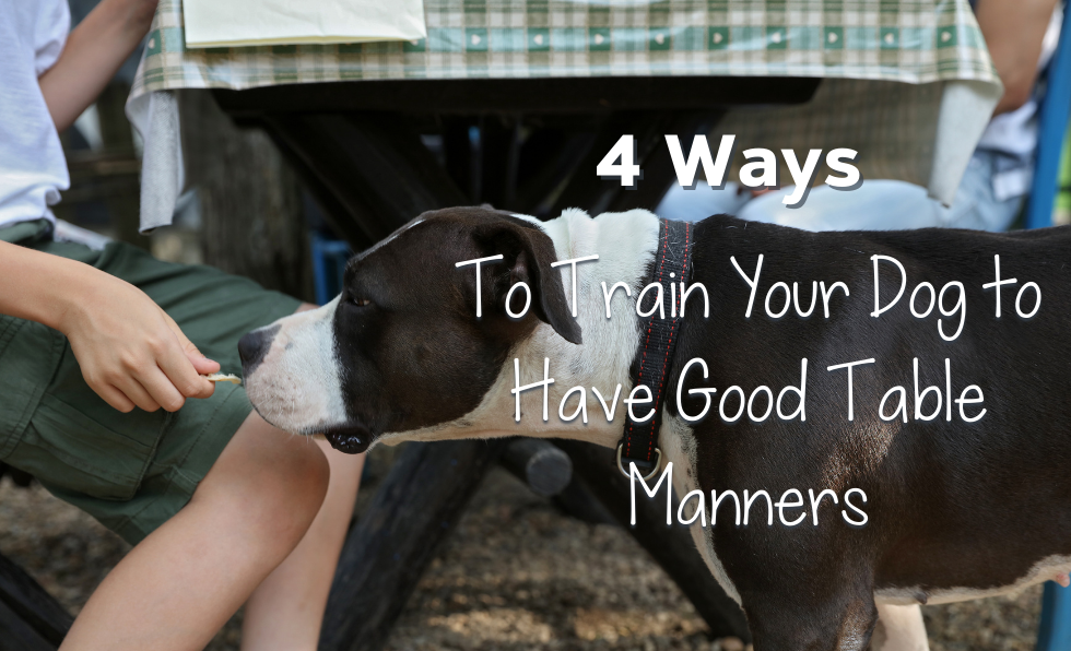 4 Ways to Train Your Dog to Have Good Table Manners