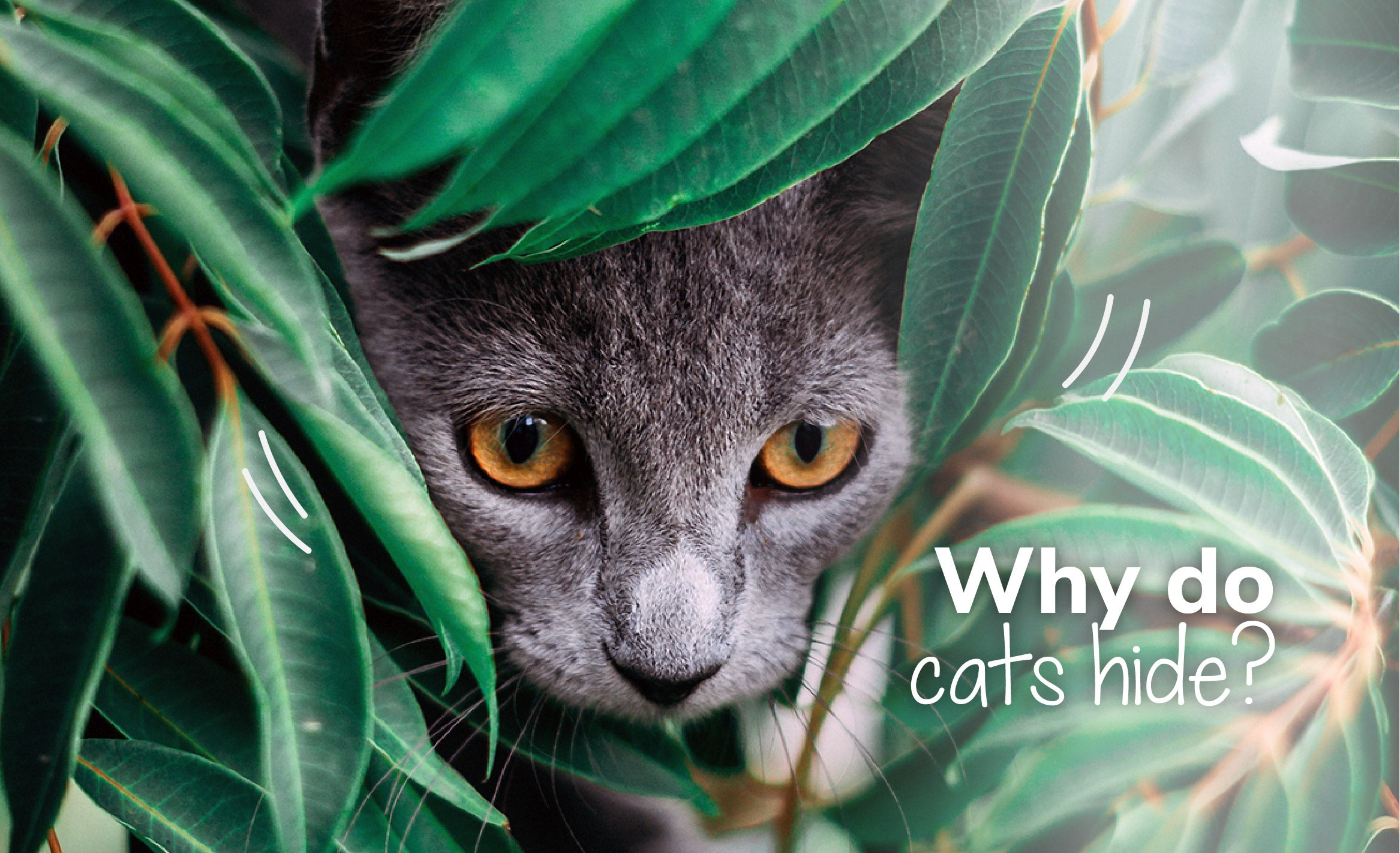 Why Do Cats Hide?